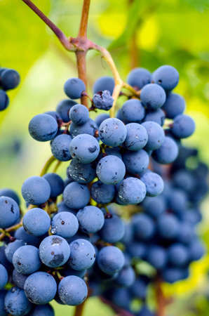 Close up view of blue grapes cluster の写真素材