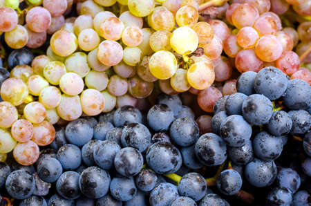 Harvested blue and white grape clusters mixed together の写真素材