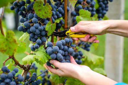 Close up on hands that are harvesting blue grapes 