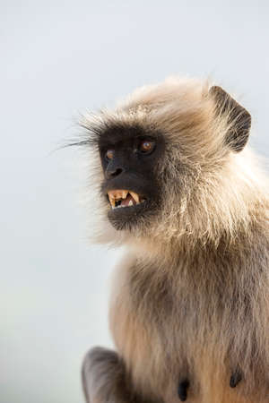 Grey langur monkey showing teeth, Pushkar, India.の写真素材