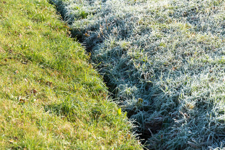 Frost and defrost area of grass in the morning.の写真素材