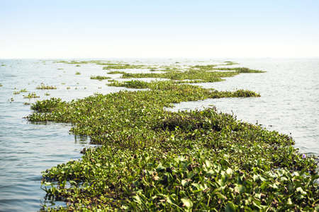 Plants float on the surface of the water.の写真素材