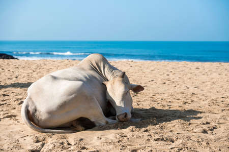 Cow sunbathing on the beach, Goa, India.の写真素材