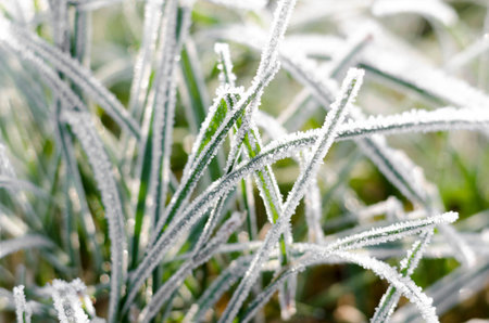 Close up green grass with ice crystals.の写真素材