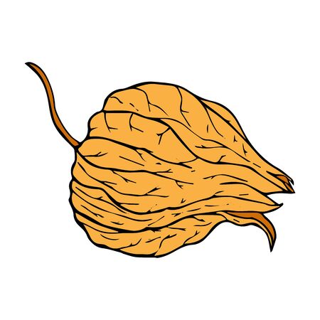 Physalis box colored drawing isolated on white background vector illustration for decoration and designのイラスト素材