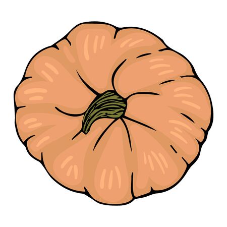 Pumpkin cream color sketch isolated vector illustration for decoration and designのイラスト素材