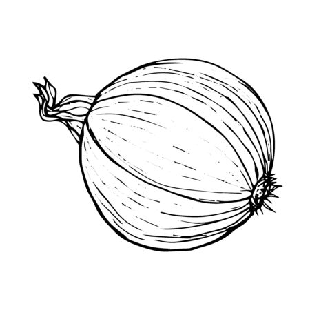 Onion vegetable sketch black line isolated on white background vector illustration for decoration and designのイラスト素材