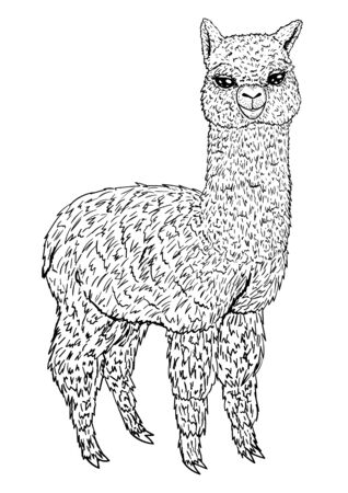 Llama sketch black line isolated on white background, coloring book, vector illustration for design and decoration, prints, children`s imageのイラスト素材