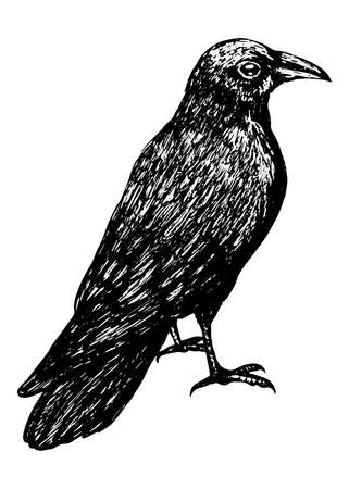 Sketch of a crow black outline on a white background isolated, stock vector illustration for design and decoration, sticker, baaner, oster, vintage, gothicのイラスト素材