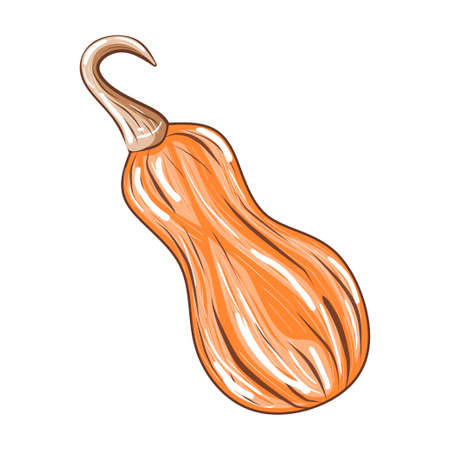 Cute orange pumpkin isolated on white background, stock vector illustration for design and decor, sticker, printのイラスト素材