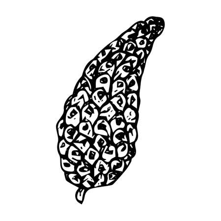 Christmas tree cone, sketch, black outline isolated on white background, stock illustration for design and decorのイラスト素材