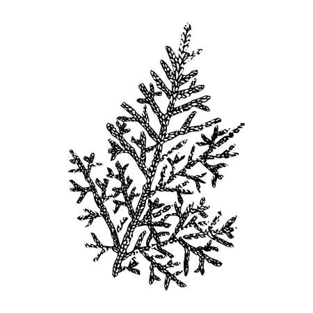 Juniper, sketch, black outline isolated on white background, stock illustration for design and decorのイラスト素材
