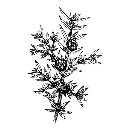 Juniper with berries, sketch, black outline isolated on white background, stock illustration for design and decorのイラスト素材