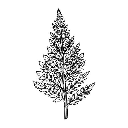Fern, sketch, black outline isolated on white background, stock illustration for design and decorのイラスト素材