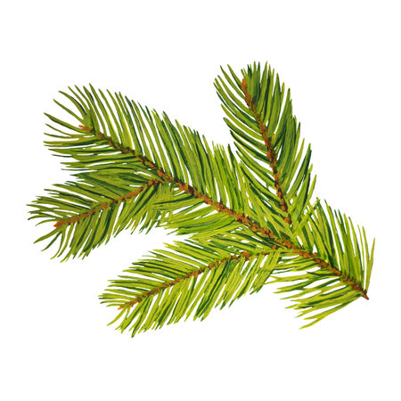 Christmas tree branch, isolated on white background, stock illustration drawn in gouache and...
