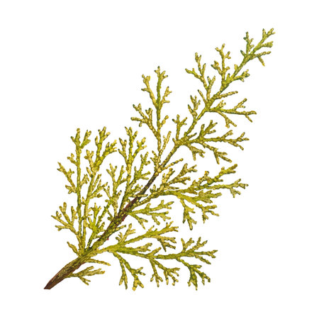 A branch of juniper, isolated on a white background, stock illustration drawn in gouache and...