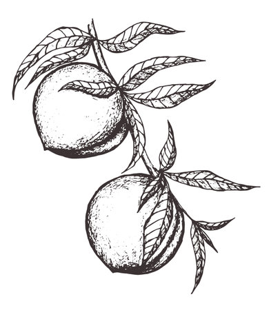 Vector Sketch Peach decorative. Hand Drawn Botanical Illustrations. Black and white with line art isolated on white backgrounds. Fruits drawings. Retro style elements.のイラスト素材