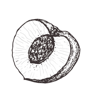 Half of a peach vector sketch illustration, isolated drawing on a white background, fruit for design and decoration, print, tattoo, stickerのイラスト素材
