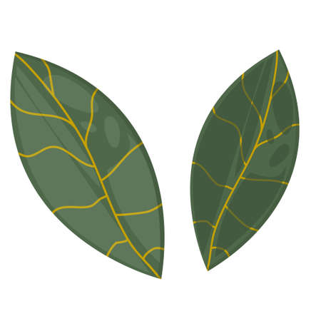 The classic leaf is isolated on a white background in a minimalist boho style. Vector illustration for the design of invitations, postcards, posters.のイラスト素材