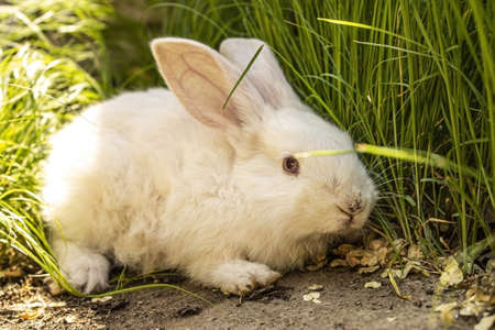 an unfocused white rabbit on the ground in the green grass on a summer dayの写真素材