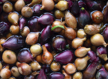 Yellow and purple onions, seedlings, Background of growing onions. There are many growing onion plantations. Rural herbs and vegetables. Sale at the farmer's market. pattern textureの写真素材