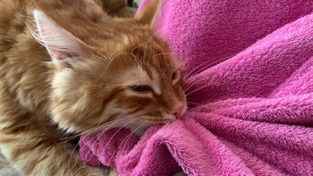 a redhaired kitten pulls a pink blanket over itselfの写真素材