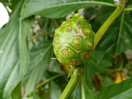 Noni is a green fruit found in Australia, India and Southeast Asia, including Indonesia.  Noni...