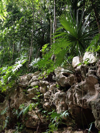A jungle in  Mexico の素材