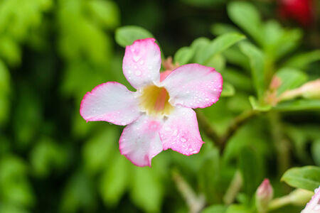 Adenium flower are color pink and white in the green backgroundの写真素材