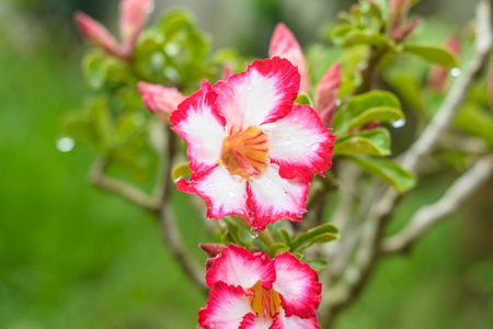 Adenium flower color ping and white in the green backgroundの写真素材