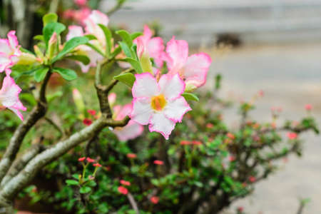 Adenium flower are color pink and white in the green backgroundの写真素材