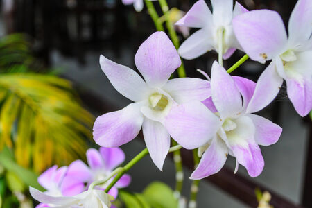 fresh bouquet orchid color violet with backgroundの写真素材