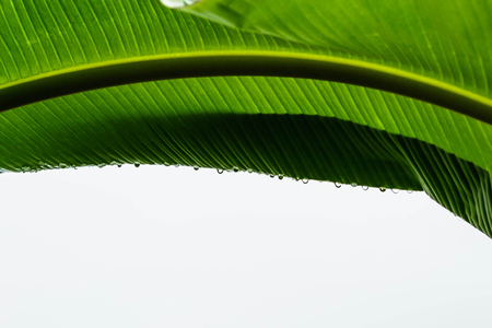 Outdoor green banana leaf with water drop is feel fresh nature.の写真素材