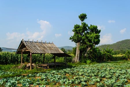 Cornfield behind the mountains in the evening.の写真素材