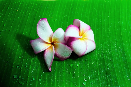 plumeria with water drop on the banana leaf blackground.の写真素材