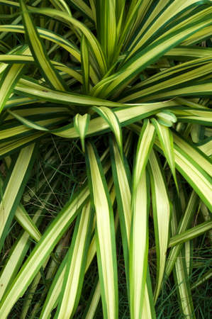 background green and white leaf on outdoor garden.の写真素材