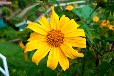 Beauty blossom of nature flower with leaf in the garden.の写真素材