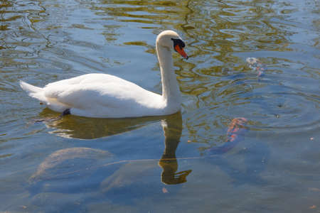 Tundra swan swimming on a lake with fishes on a zooの写真素材