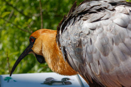 Seabird closeup in a forest in a zooの写真素材