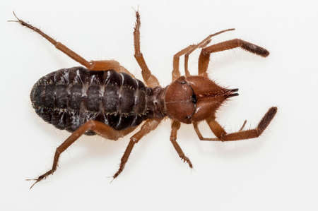 Solifuges, also called camel spiders, are a relatively large order of arachnidsの写真素材