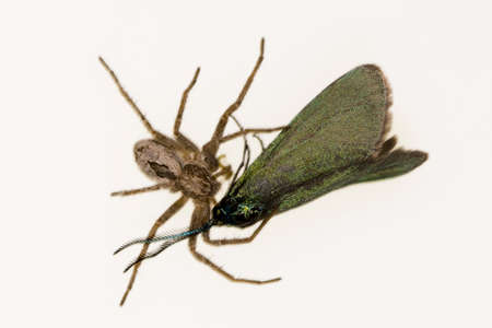 Thanatus is a genus of crab spiders in the Philodromidae family.の写真素材