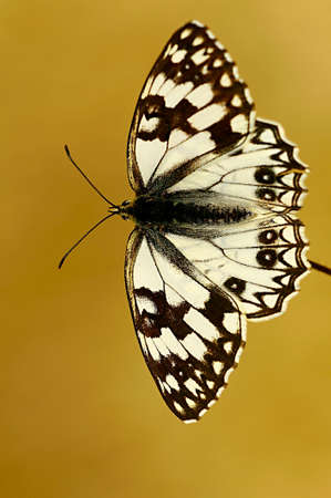 Day butterfly perched on flower, Melanargia occitanicaの写真素材