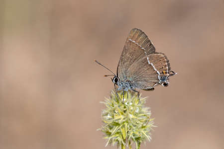 Day butterfly perched on flower. Neozephyrus quercus.の写真素材