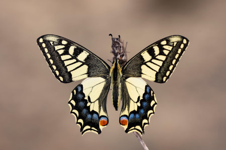 Day butterfly perched on flower, Papilio machaon - Linnaeus