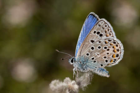 Day butterfly perched on flower, Plebejus argus - Linnaeusの写真素材
