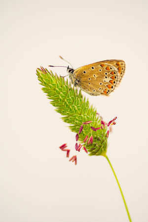 Day butterfly perched on flower, Polymmatus Celinaの写真素材