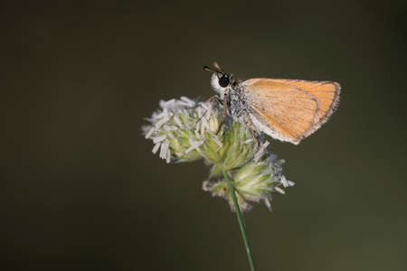Day butterfly perched on flower, hymelicus lineolaの写真素材