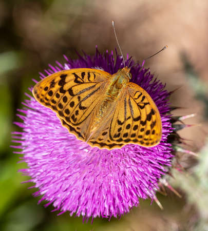 Day butterfly perched on flower, Argynnis pandora.の写真素材