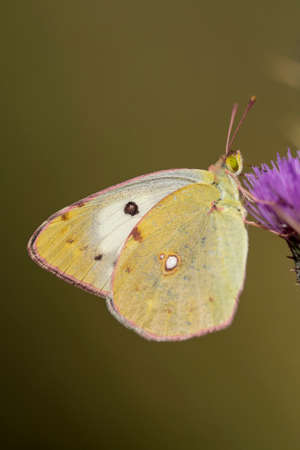 Day butterfly perched on flower, Colias alfacariensisの写真素材