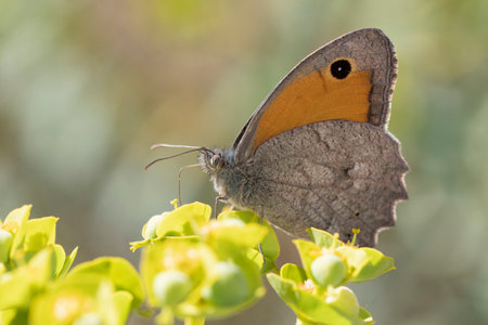 Day butterfly perched on flower, Hyponephele lupinaの写真素材